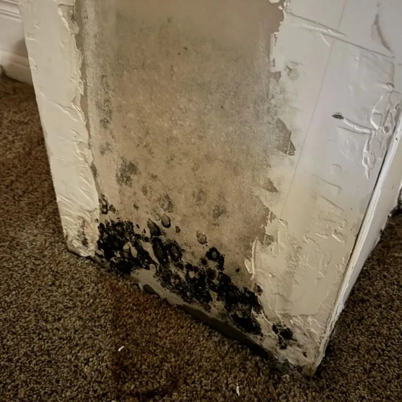 Professional Mold Removal in Townshend, VT
